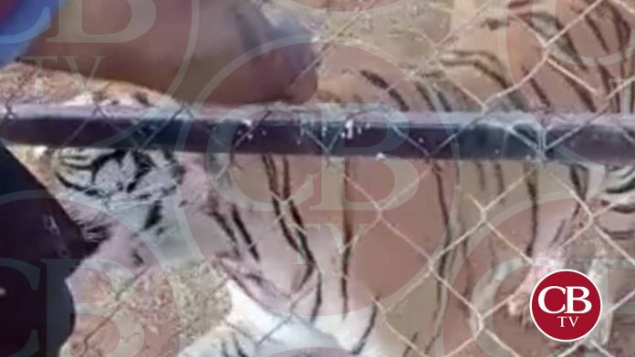 Muere hombre que fue atacado por un tigre