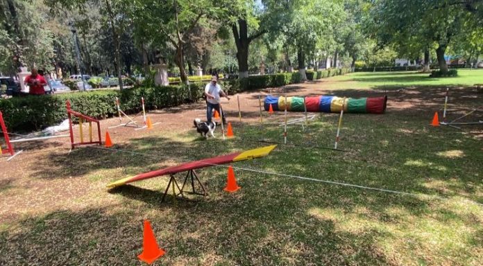 “El paseo no es suficiente, hay que agilizarlos mentalmente”: expertos en adiestramiento canino