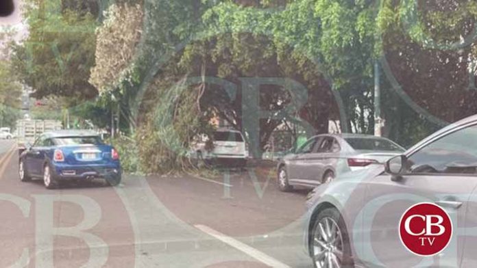 Colapsa una rama sobre la avenida Ventura Puente