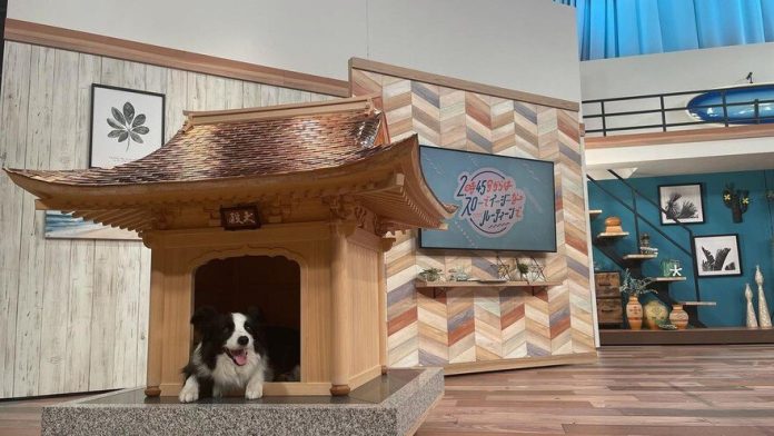 casa perro