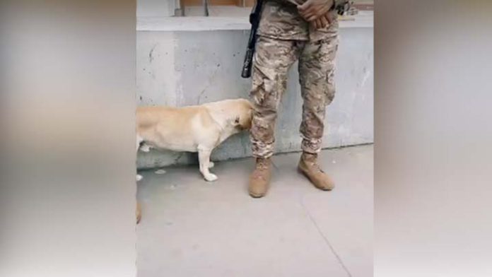 Viral: Perrito sigue a militar tras recibir muestra de cariño