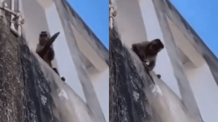Captan a mono capuchino afilando cuchillo