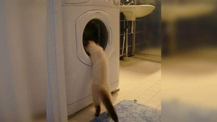 Gatito sobrevive más de 40 minutos adentro de lavadora