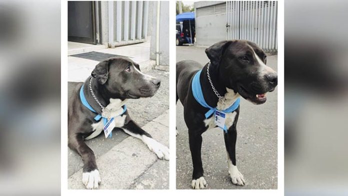 Empleados de una tienda adoptaron un perrito