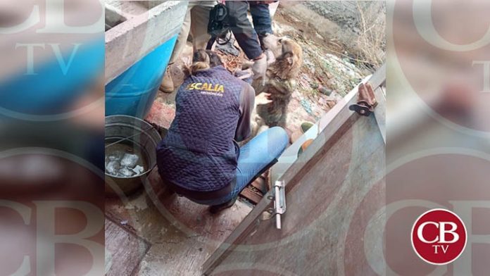 Perrito maltratado y desnutrido es rescatado por la FGE