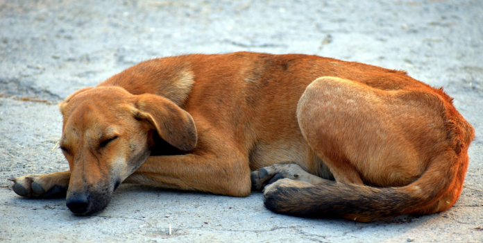 Empleados de fábrica matan a perros por “morder a un niño”