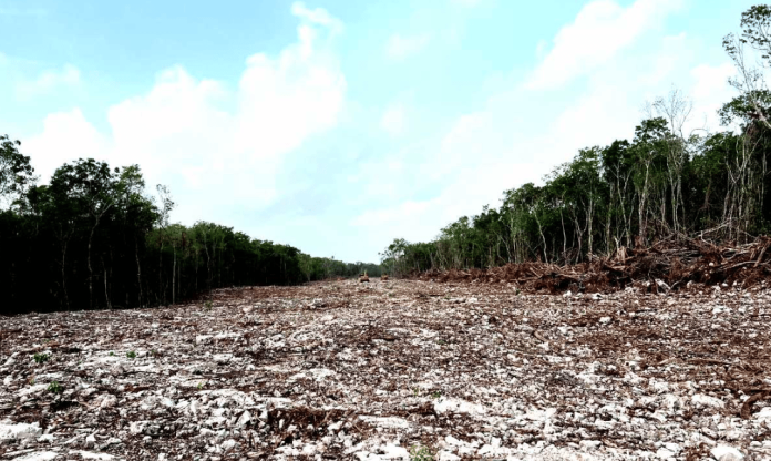 Ambientalistas llevan queja T-MEC para revisar impacto ambiental del Tren Maya