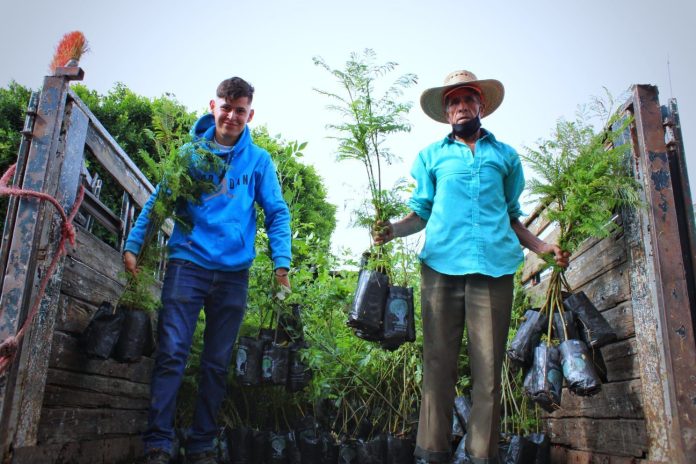 10 mil árboles fueron entregados para reforestación