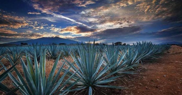 El mezcal michoacano, aromático licor mexicano que cobra fuerza nacional