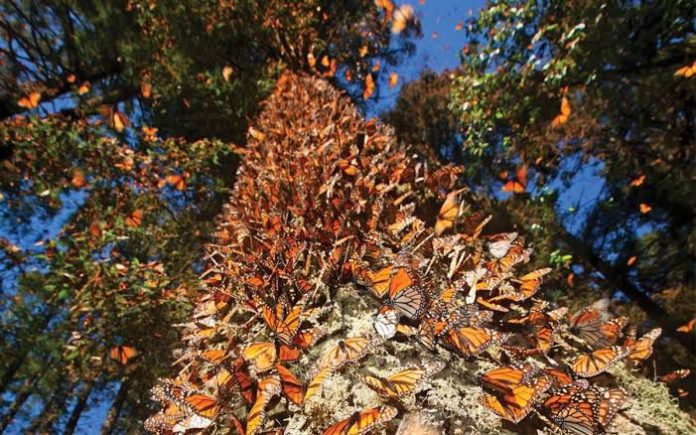 ¿Mariposa Monarca en riesgo? Ejidatarios aseguran que es falso
