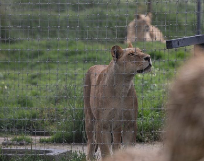 Felinos trasladados al Zoo de Morelia podrían morir; leona se comía a ella misma por desnutrición