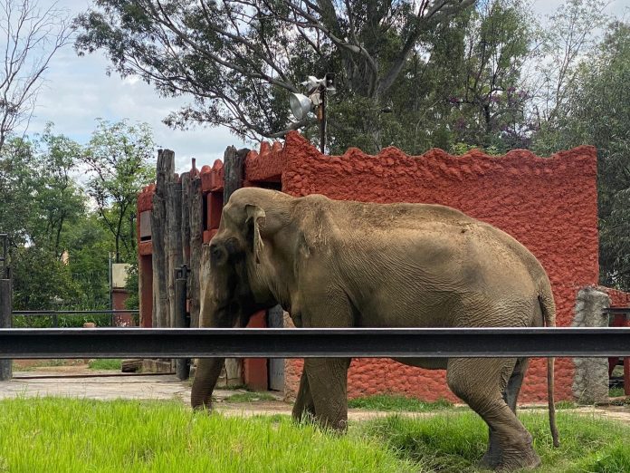 ‘Chamberú’, el último elefante que vivirá en Morelia