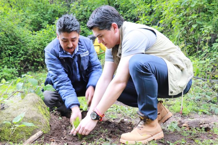 Reforestan 5 mil árboles en la zonas de amortiguamiento y núcleo de la monarca en Zitácuaro