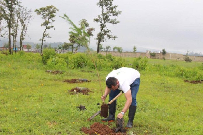 Más de 37 mil árboles reforestados en Morelia