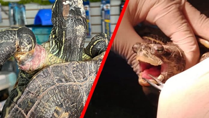¡Crueldad animal en su máximo esplendor! Le ataron las patas y ahora su vida está en peligro