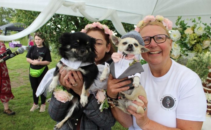 Chihuahuas se casan y asisten 90 perritos a su boda