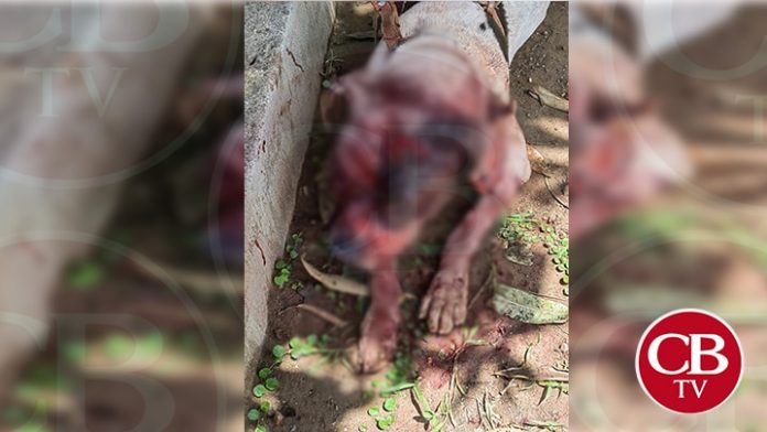 Mujer machetea a perrito porque mordió a su mascota