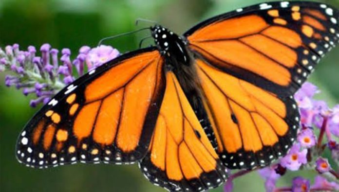 Mariposa monarca podría ser solo un recuerdo; entra a peligro de extinción