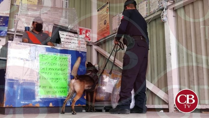 Con K-9 busca droga y armas en la Terminal de Autobuses de Morelia