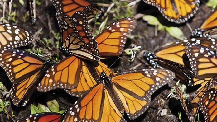 Mariposa Monarca entra a la lista roja de especies en peligro de extinción