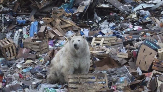 Osos polares pierden su hábitat buscan comida entre la basura para sobrevivir