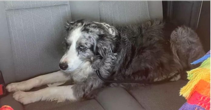 Una perrita se cayó de un bote durante una tormenta y nado durante dos días