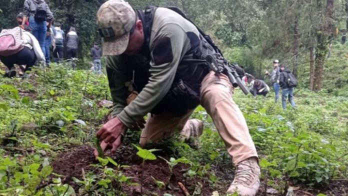 Ponen a los polis a reforestar predio en Zitácuaro