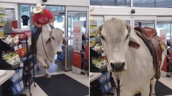 Hombre va de compras al supermercado, montado en un toro