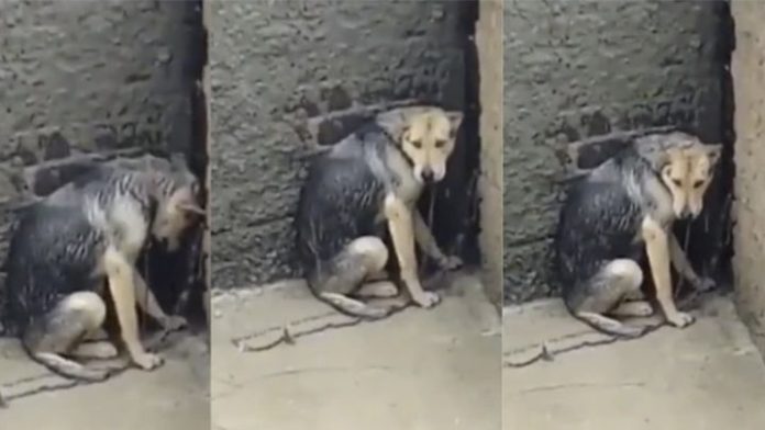 Maltrato animal; Perrita es abandonada en una azotea bajo la lluvia