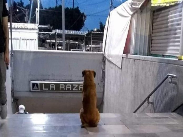 perrito
