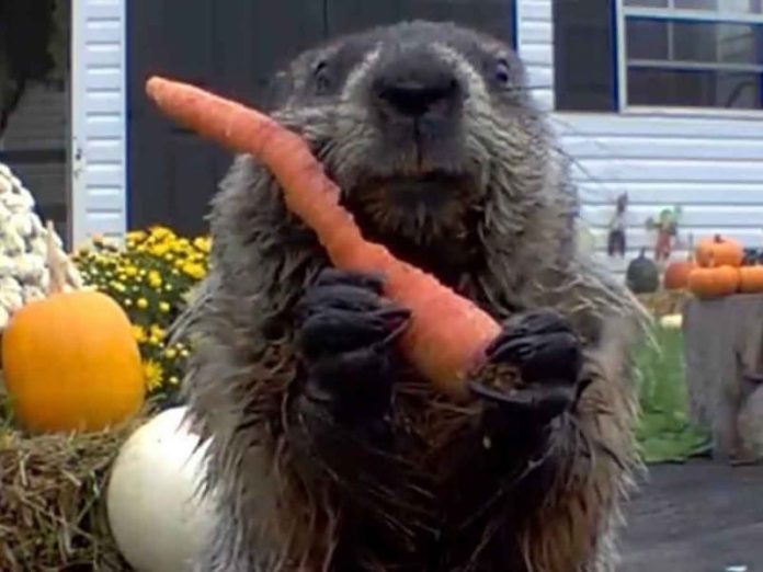 marmota
