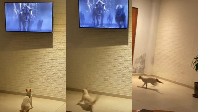 gato tiktok
