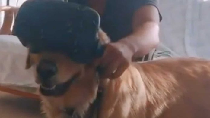 viral perrito tiktok