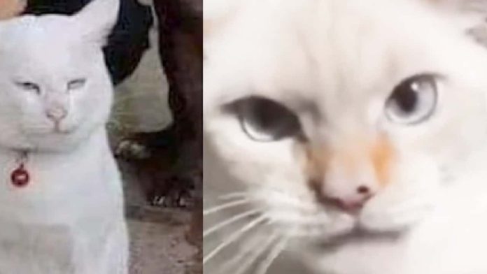 gato tiktok