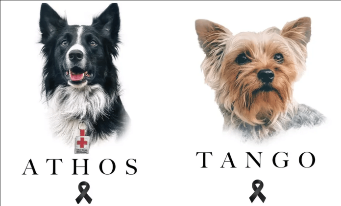Declaran culpable al asesino de Athos y Tango, perritos rescatistas