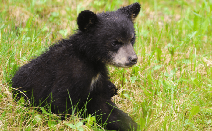 Causa indignación por maltrato y muerte de un oso negro