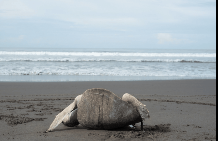 Cientos de tortugas muertas aparecen en playas de Chiapas