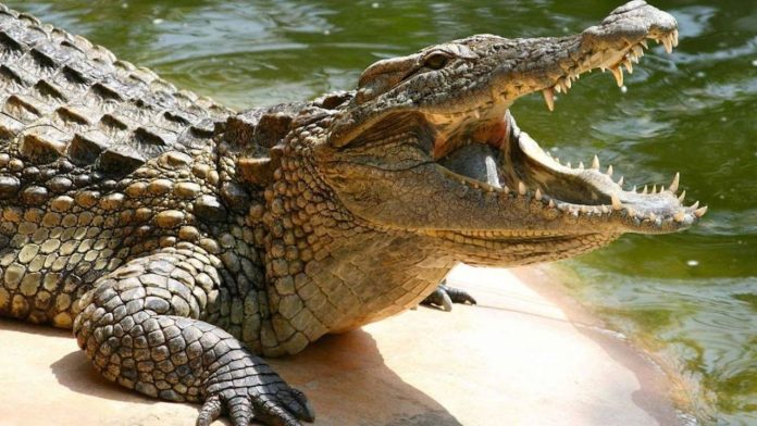 Cocodrilo mata a hombre en Tampico