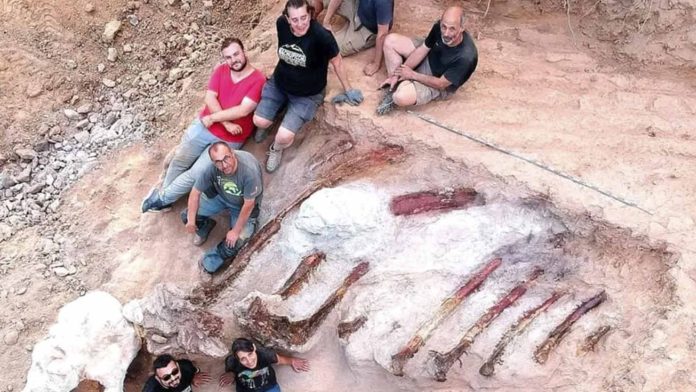 Descubren restos de dinosaurio cuello largo; probablemente uno de los más grandes encontrados
