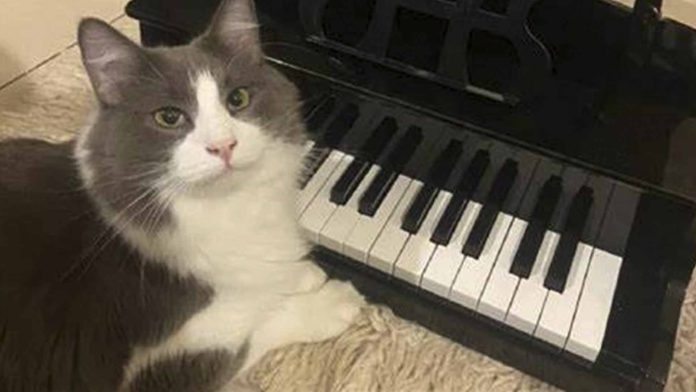 Gatito se hace viral por tocar el piano