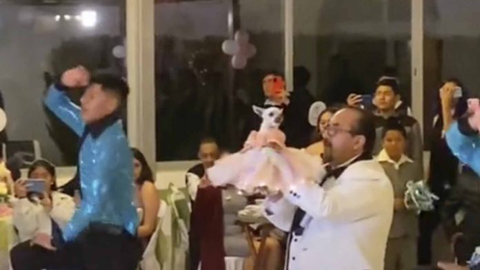Hacen fiesta de XV años a perrita