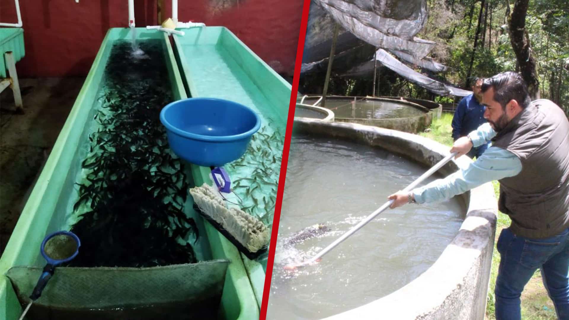 Hasta 35 Mil truchas en siembra para rescatar la zona rural de Morelia
