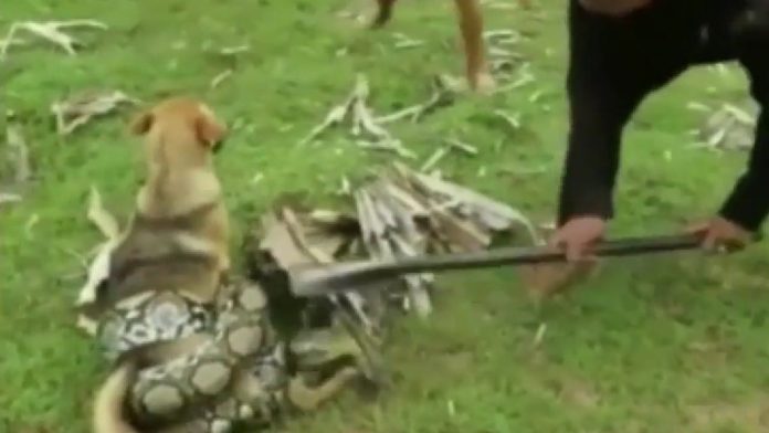 perrito