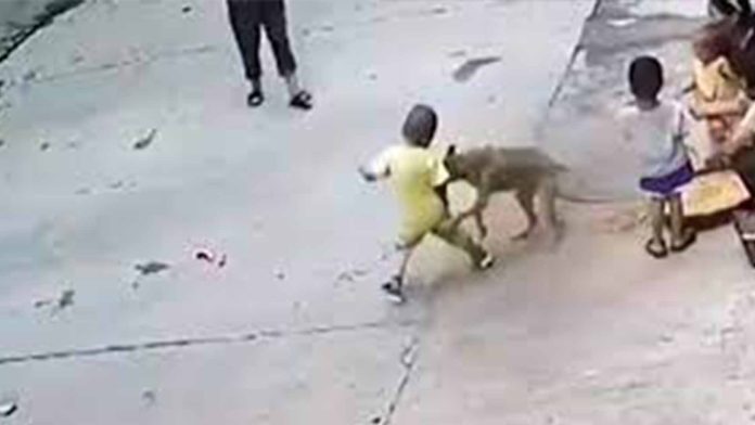 Perrito salva a niño de ser atacado por un perro callejero