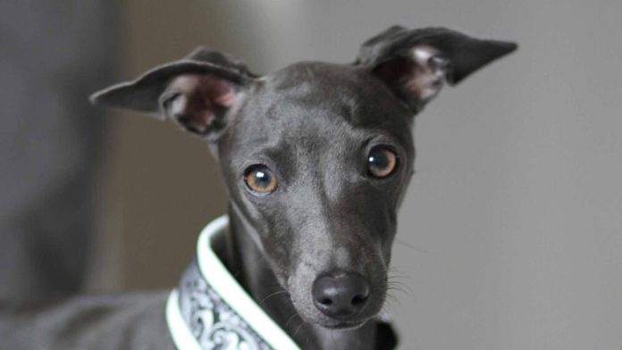 Primer caso de viruela de mono en un perro