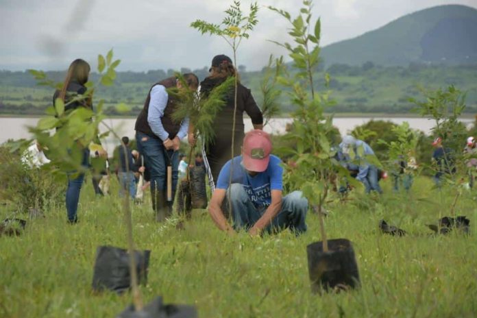 Para combatir el cambio climático; cerca de un millón de árboles serán reforestados en Morelia