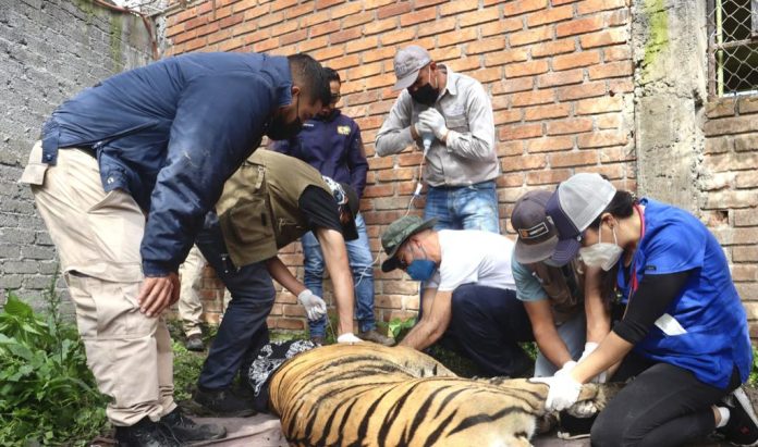 Ni los tigres se salvan de las balaceras; trasladan a “Diego” a Santuario de Ostok