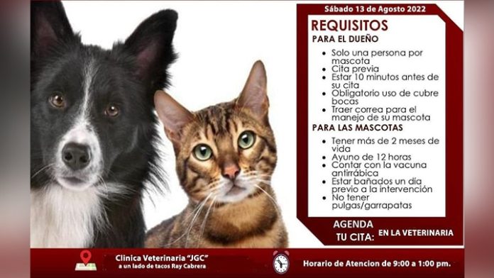 Habrá esterilización canina y felina masiva en Michoacán