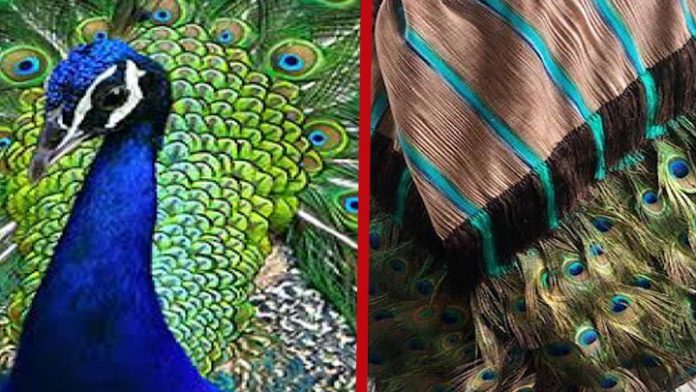 ¿Lastiman o no a las aves para hacer los rebozos de Ahuirán?
