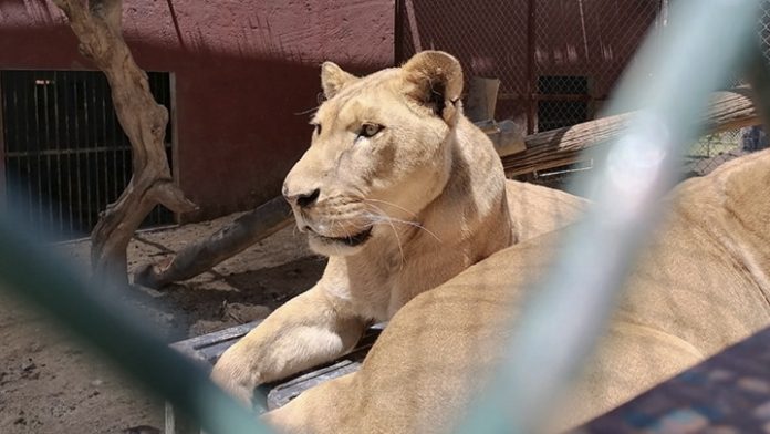 Tras rescate, felinos se encuentran estables de salud